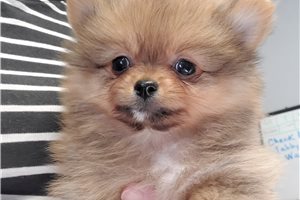 Ellie - Pomeranian for sale