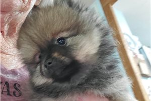 Cecil - puppy for sale