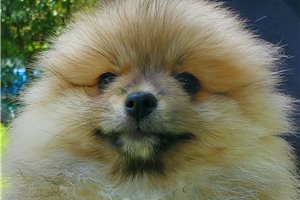 Daphne - Pomeranian for sale
