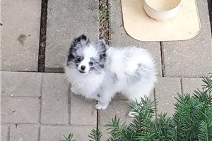 Silvie - Pomeranian for sale