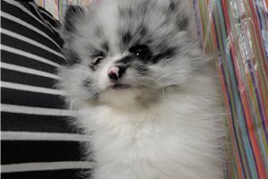 Matty - puppy for sale