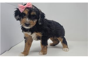 Brenna - Aussiedoodle for sale