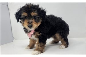 Bart - Aussiedoodle for sale