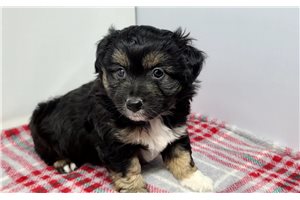 Anthony - Aussiedoodle for sale