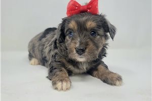 Blakely - Aussiedoodle for sale