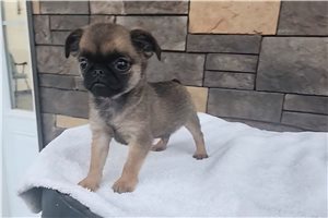 Chopper - puppy for sale