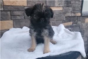 Cirrus - Brussels Griffon for sale