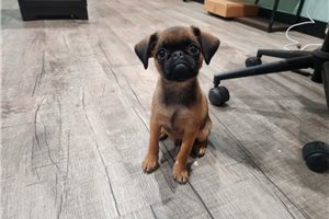 Cowboy - Brussels Griffon for sale