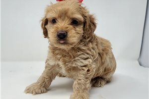 Lazarus - puppy for sale