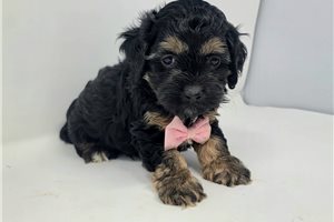 Lorenzo - puppy for sale