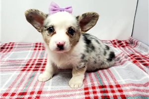 Mona - puppy for sale