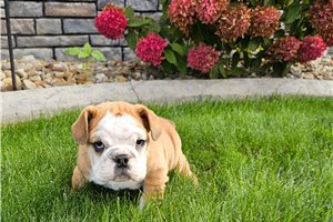 Jaime - Beabull for sale