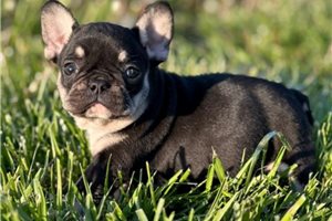 Luz - French Bulldog for sale