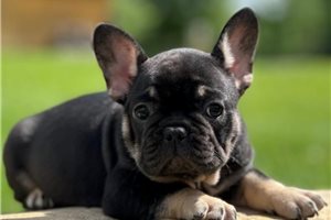 Ellen - French Bulldog for sale