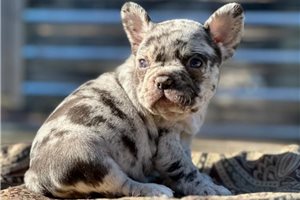Flo - French Bulldog for sale