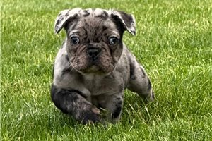 Nixon - puppy for sale