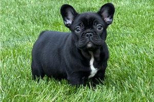 Dixon - French Bulldog for sale