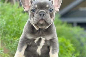 Cassie - French Bulldog for sale