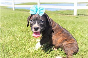 Corbin - puppy for sale