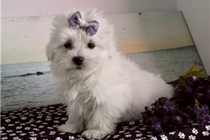 Domino - Maltese for sale