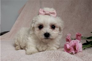 Darcy - puppy for sale