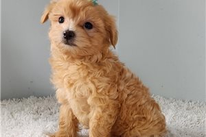 Edward - puppy for sale