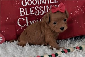 Charisma - Malti Poo - Maltipoo for sale