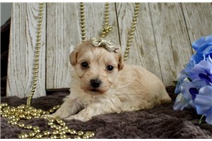 Valentino - Malti Poo - Maltipoo for sale