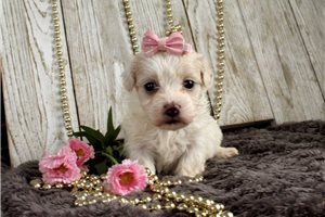 Ursa - puppy for sale