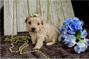 Victor - puppy for sale