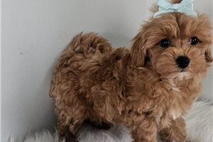 Eliza - Malti Poo - Maltipoo for sale