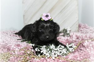Peony - puppy for sale