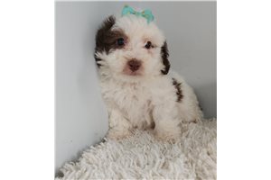 Ferris - Poodle, Toy for sale