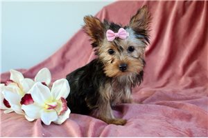 Phoenix - Yorkshire Terrier - Yorkie for sale