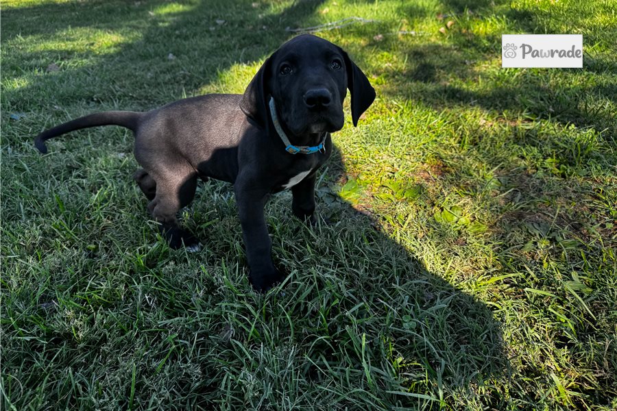 Jacques, male Great Dane puppy for sale