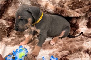 Parka - Great Dane for sale
