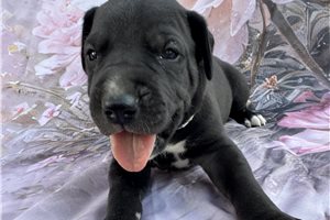 Jackson - puppy for sale
