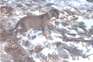 Caleb - puppy for sale