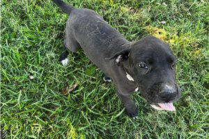 Jackson - Great Dane for sale