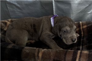 Noreen - Great Dane for sale