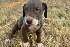 Echo - Great Dane for sale