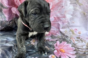 Janet - Great Dane for sale