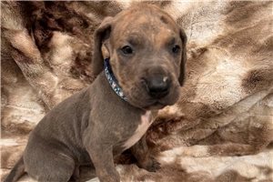 Pascal - Great Dane for sale
