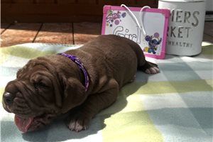 Polly - Great Dane for sale