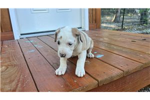 Heather - puppy for sale