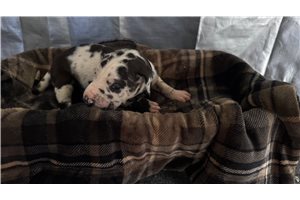 Nicolas - Great Dane for sale