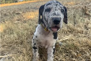 Elaine - Great Dane for sale