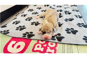 Hera | Puppies For Sale at Pawrade