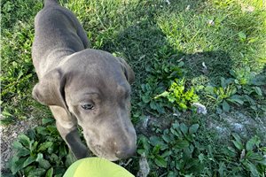 Jasmine - Great Dane for sale