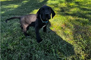 Jacques, a Great Dane puppy